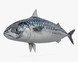 Atlantic Mackerel 3D model