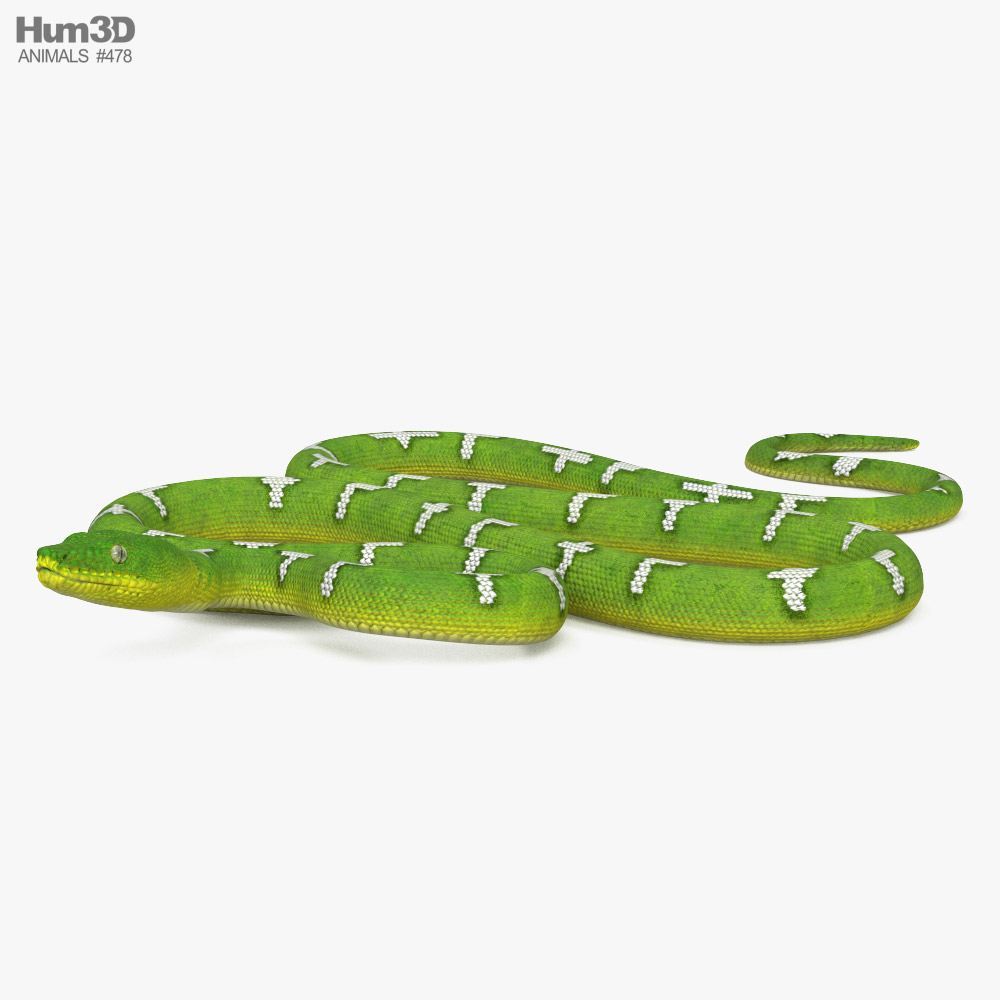 Grüner Hundskopfschlinger 3D-Modell