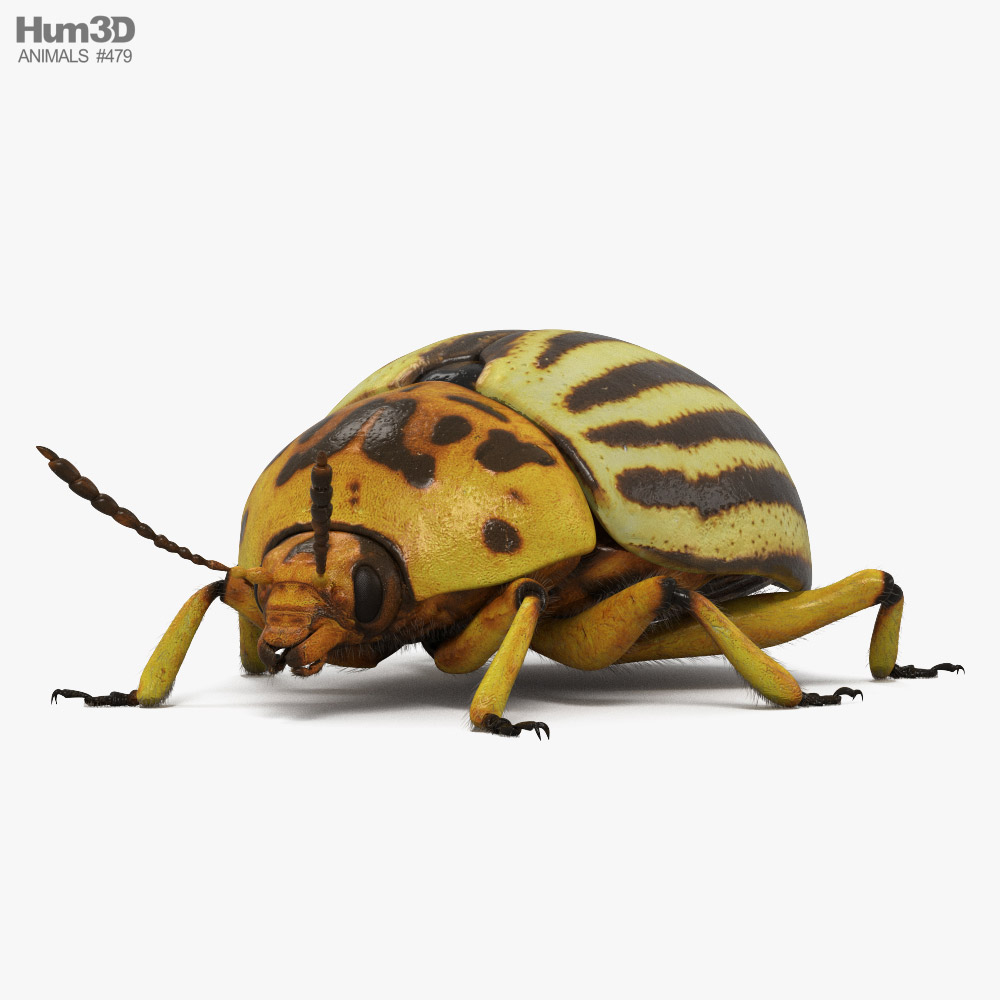 Colorado Potato Beetle 3D model