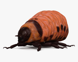 Kartoffelkäfer Larve 3D-Modell