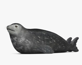 Weddell Seal 3D model