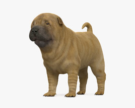 Shar Pei Puppy 3D model