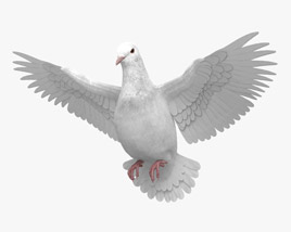 White Dove Flying 3D model