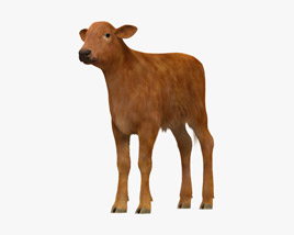 Brown Calf Modello 3D