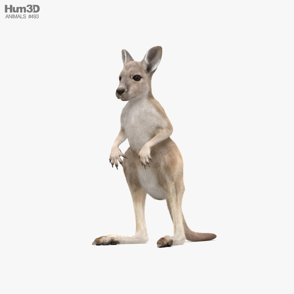 Kangaroo Joey 3D model