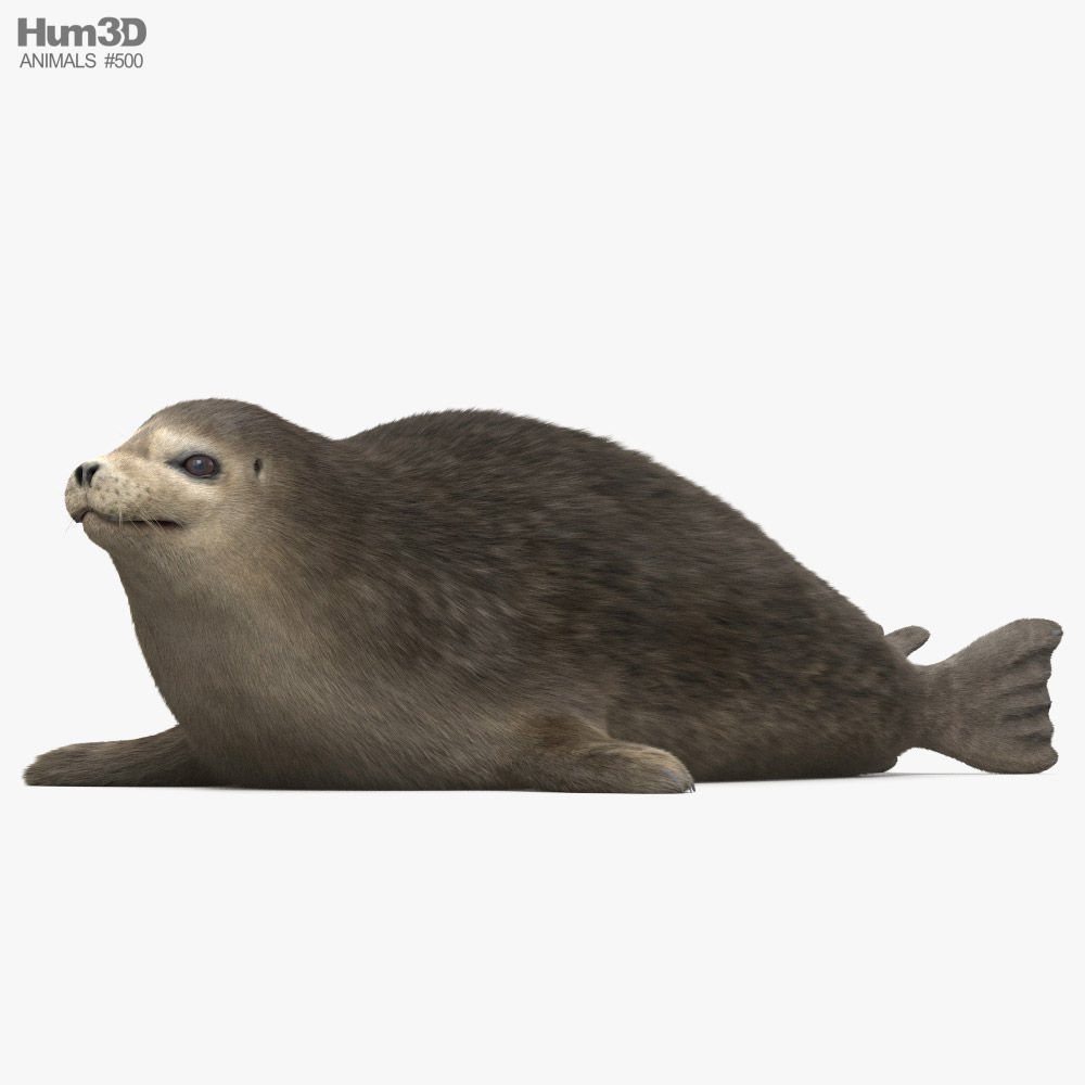 Harbor Seal 3D-Modell