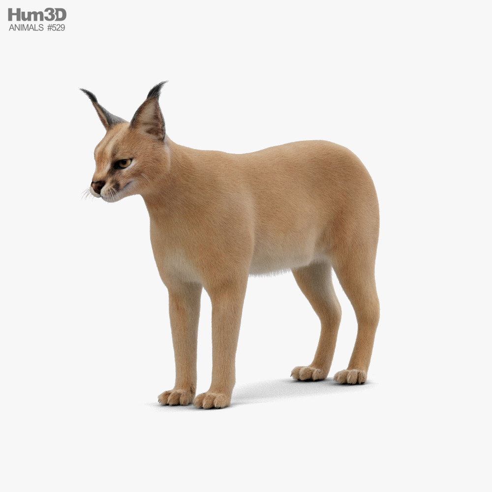 Guia rápido: Caracal 