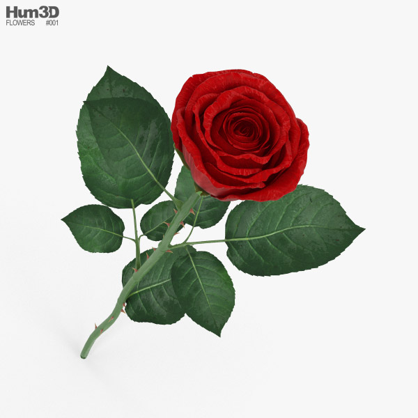 Троянда 3D модель