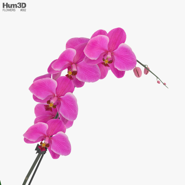 Orquídeas Modelo 3D