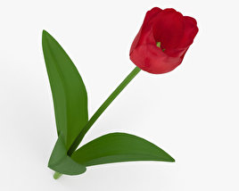 Tulip 3D model