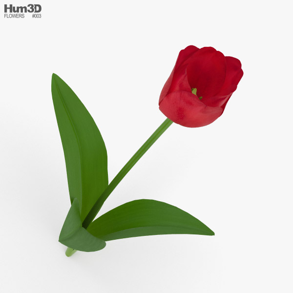 Tulipán Modelo 3D