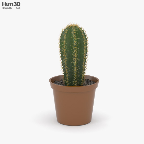 Cactus Modèle 3D