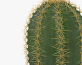 Cactus Modèle 3d