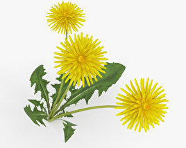 Dandelion 3D model