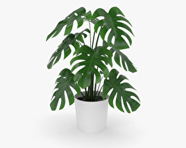Monstera 3D model