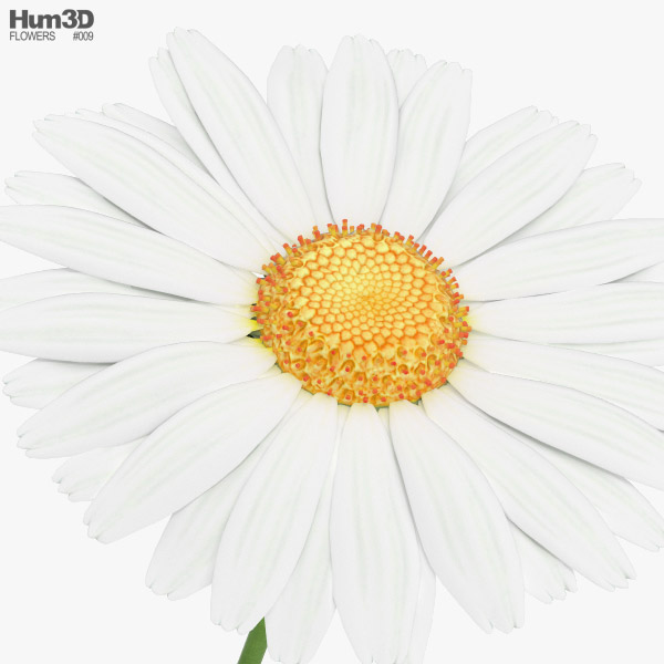 Daisy 3D model - Plants on Hum3D