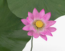 Lotus flower 3D model