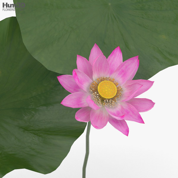 Lotus flower 3D model