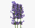 Lavender 3d model