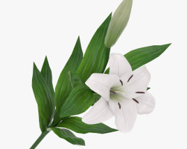Lilium 3D model