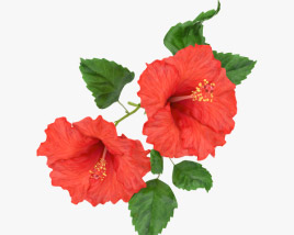 Hibiscus 3D model