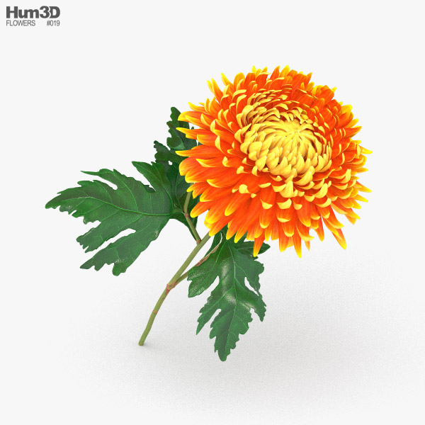 Chrysanthemum 3D model