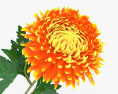 Chrysanthemum 3d model