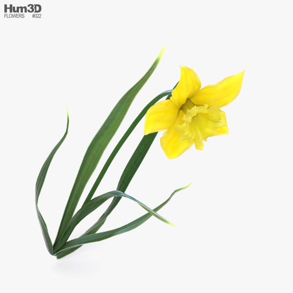 Download Daffodil 3d Model Plants On Hum3d