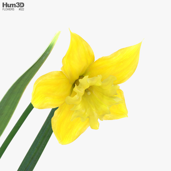 Daffodil 3D model - Plants on Hum3D