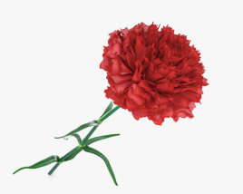 Carnation 3D model