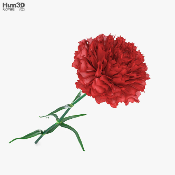 Carnation 3D model