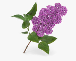 lilac 3d model