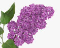 Lilac 3d model