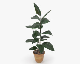 ficus 3d model