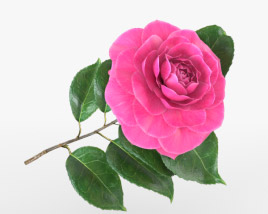 Camellia 3D model