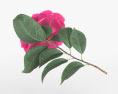 Camellia 3d model