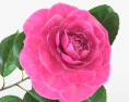 Camellia 3d model