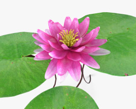 Water Lily 3D model