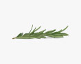 Rosemary 3d model