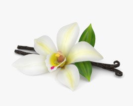 Fiore di vaniglia Modello 3D