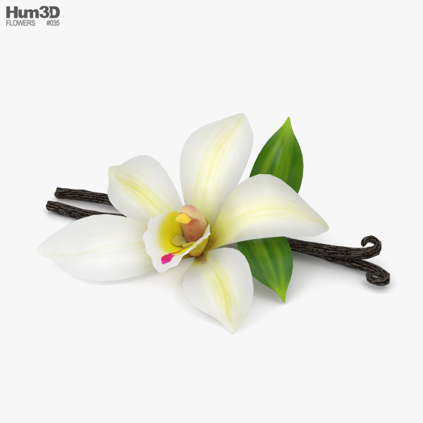 Fiore di vaniglia Modello 3D
