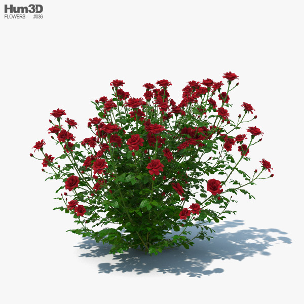 Rose Bush 3D model