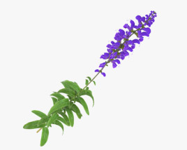 Meadow Sage 3D model