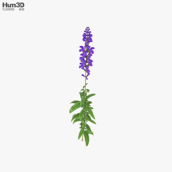 Salvia de prado Modelo 3D - Plantas on Hum3D