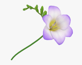 Freesia 3D model
