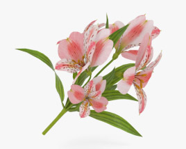 Peruvian lily 3D model