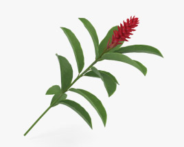 Red ginger 3D model