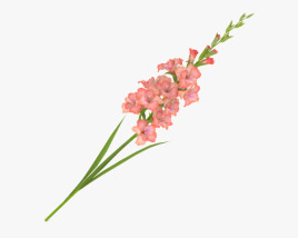 Gladiolus 3D model
