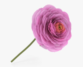 Ranunculus 3D model
