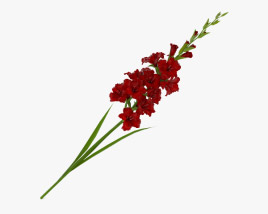 Gladiolus Red 3D model
